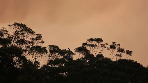 Bushfire Aftermath Stock Footage 72046297