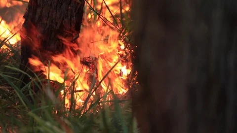 Bushfire burning fire fighting Stock Footage 70594151