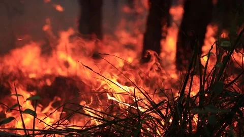 Bushfire burning fire fighting Stock Footage 70601212