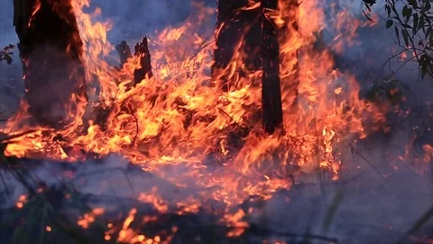 Bushfire burning fire fighting Stock Footage 70602386