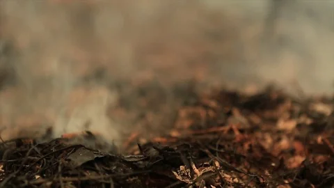 Bushfire burning fire fighting Stock Footage 72018062