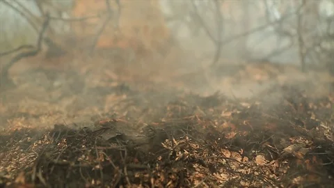 Bushfire burning fire fighting Stock Footage 72018702