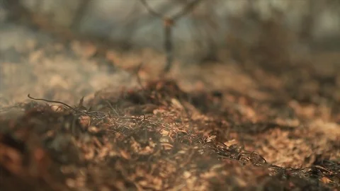 Bushfire burning fire fighting Stock Footage 72018860