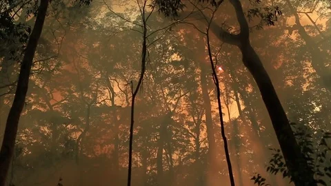 Bushfire burning fire fighting Stock Footage 72021509