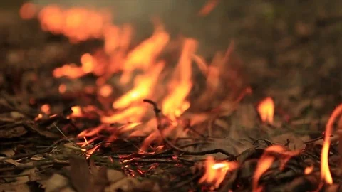 Bushfire burning fire fighting 스톡 동영상 72024962