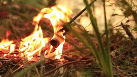Bushfire burning fire fighting Stock Footage 72028148