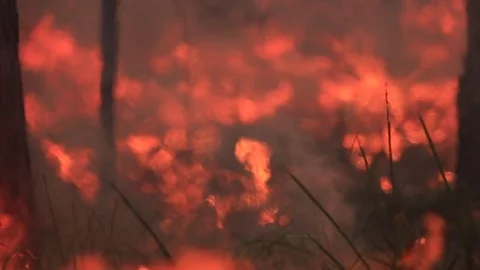 Bushfire burning fire fighting 스톡 동영상 72029528