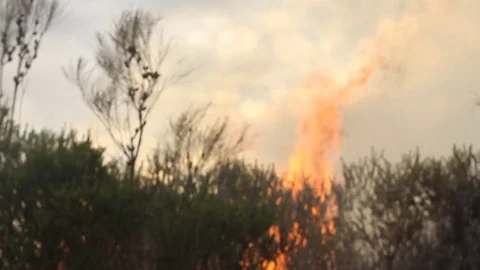Bushfire burning fire fighting Stock Footage 72030908