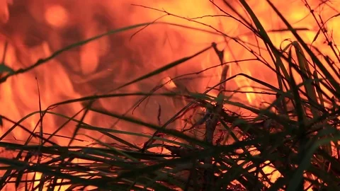 Bushfire burning fire fighting Stock Footage 72031537