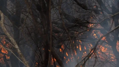 Bushfire burning fire fighting Stock Footage 72031589