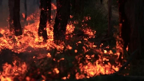 Bushfire burning fire fighting Stock Footage 72032874