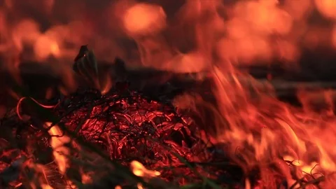 Bushfire burning fire fighting Stock Footage 72034462