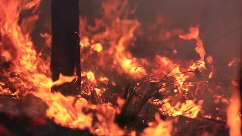 Bushfire burning fire fighting 스톡 동영상 72034993