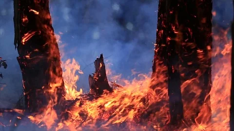 Bushfire burning fire fighting Stock Footage 72035778