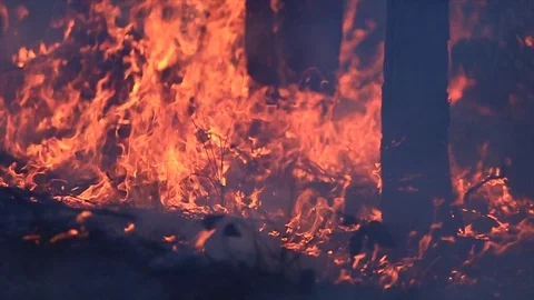 Bushfire burning fire fighting Stock Footage 72036512