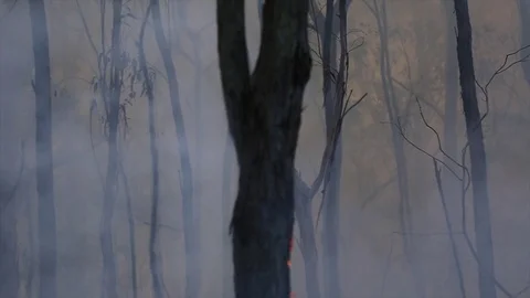 Bushfire burning fire fighting Stock Footage 72037711