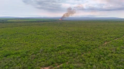 Bushfire burning in savanna Video stock 296542128