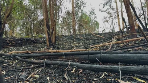 A bushfire charred the forest. Stock Footage 333385965