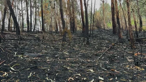 Bushfire on forest floor. Video stock 333383984