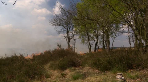 Bushfire on the Heath in the Netherlands Stock Footage 38362660