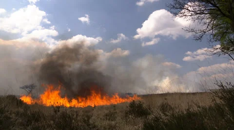 Bushfire on the Heath in the Netherlands Stock Footage 38365957