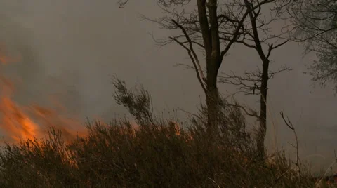 Bushfire on the Heath in the Netherlands Stock Footage 38365984