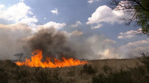 Bushfire on the Heath in the Netherlands Stock Footage 38366224