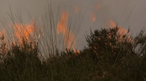 Bushfire on the Heath in the Netherlands Stock Footage 38366335
