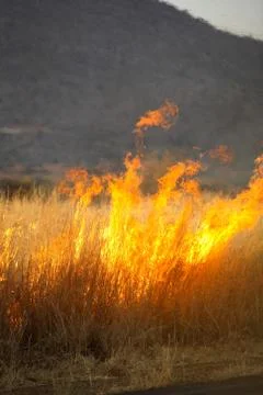 Bushfire Foto stock
