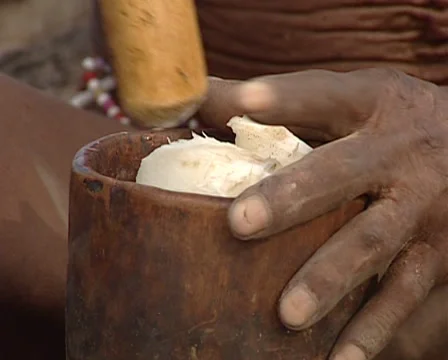 Bushman eating roots Stock Footage 36437359
