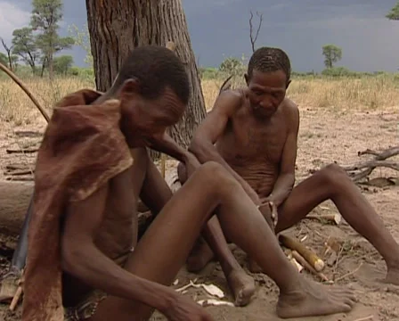 Bushman eating roots Stock Footage 36443079