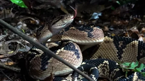 Bushmaster Amazon rainforest at night viper snake venomous Stock Footage 283859797