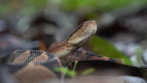 Bushmaster (Lachesis muta) in the Tropical Rainforest Stock Footage 317024356