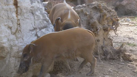 Bushpig Snout Mud Stock Footage 100021143