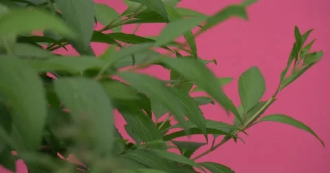 Bush's Leaves Closeup, Flutter Stock Footage 51626560