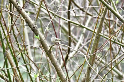 The bushtit is a  cute tiny bird. Stock Photos
