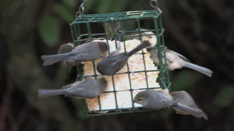 Bushtits on suet feeder Stock Footage 36626803
