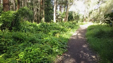 Bushwalking Stock Footage 144260204