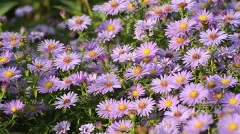 Bushy aster (Aster dumosus) and bee (Apis) Stock Footage 13616803