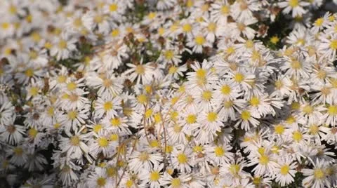 Bushy aster (Aster dumosus 'Apollo') Stock Footage