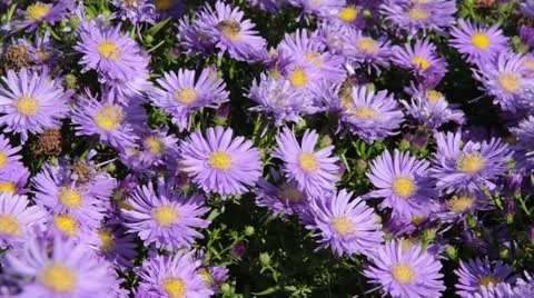Bushy aster (Aster dumosus 'Blaue Lagune') and bees (Apis) Stock Footage 15216322