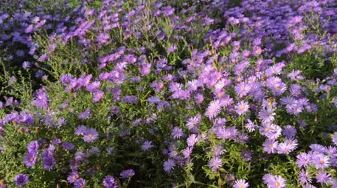 Bushy aster (Aster dumosus) Stock Footage 13610155