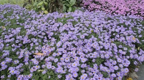 Bushy aster (Aster dumosus 'Prof. Anton Kippenberg') Stock Footage 18007780