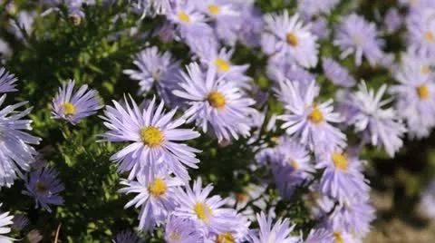 Bushy aster (Aster dumosus 'Silberteppich') Stock Footage 13675486