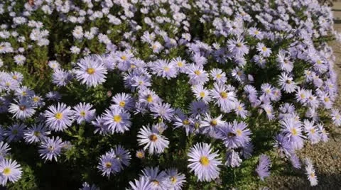 Bushy aster (Aster dumosus 'Silberteppich') Stock Footage 13675551