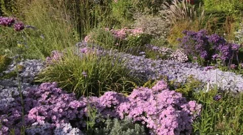 Bushy aster (Aster dumosus), tall moor grass (Molinia arundinacea) and Brazilian Stock Footage 12869703