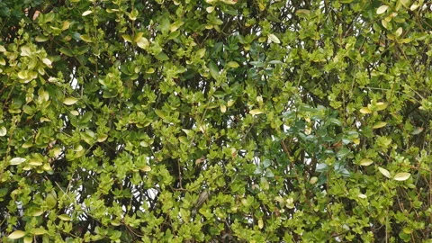 A bushy background with green leaves. Stock Footage 116802476