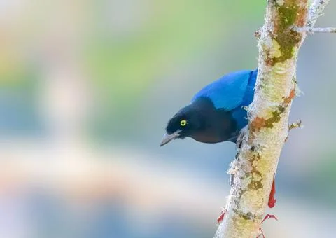 Bushy Crested Jay perched on a tree Stock Photos