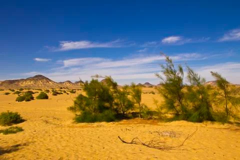 Bushy Desert Foto stock