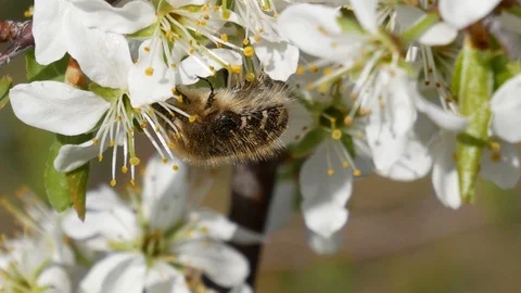 Bushy 動画素材 107219788